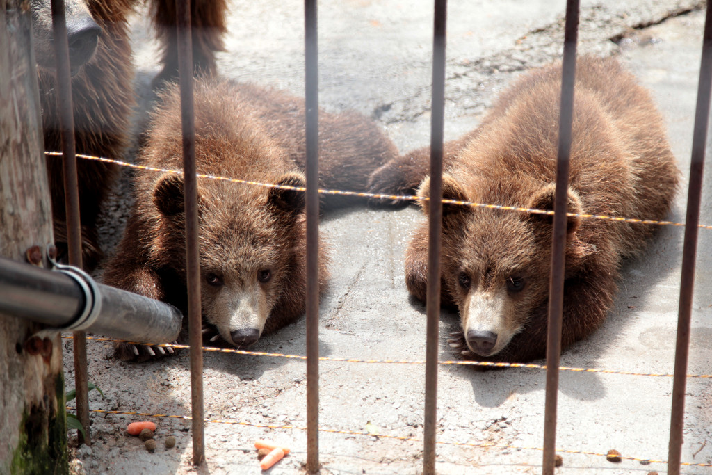 Begging Baby Bears! by steelcityfox