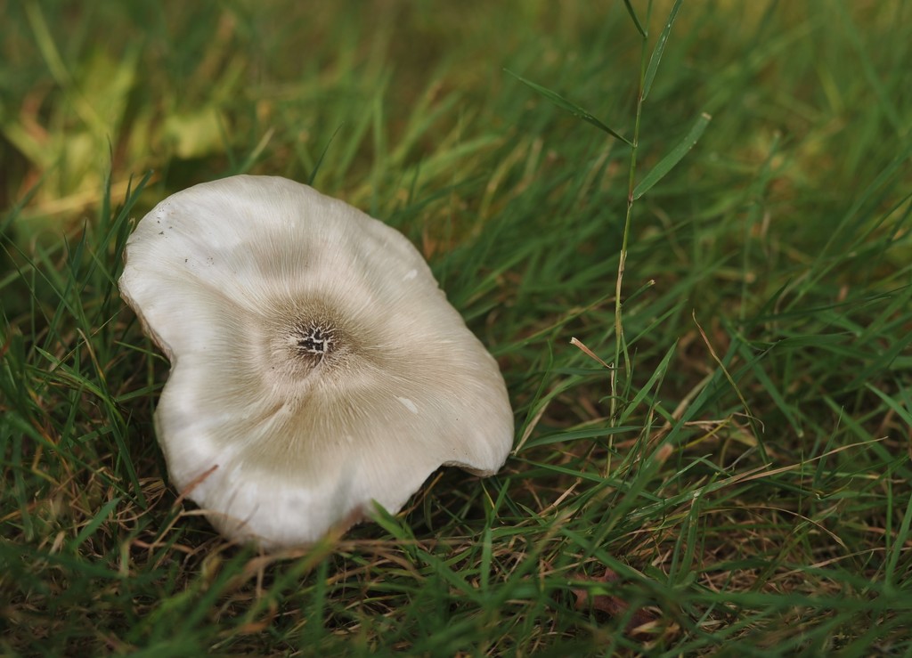 Smooth mushroom  by loweygrace