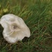 Smooth mushroom  by loweygrace