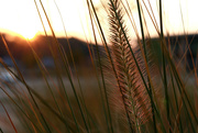 18th Aug 2015 - Ornamental grass at sunset