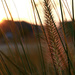 Ornamental grass at sunset by mittens