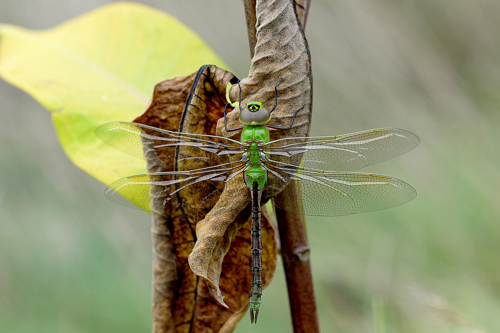 Green dragonfly! by fayefaye