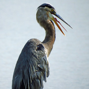 18th Aug 2015 - Great Blue Heron Square