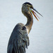 Great Blue Heron Square by rminer