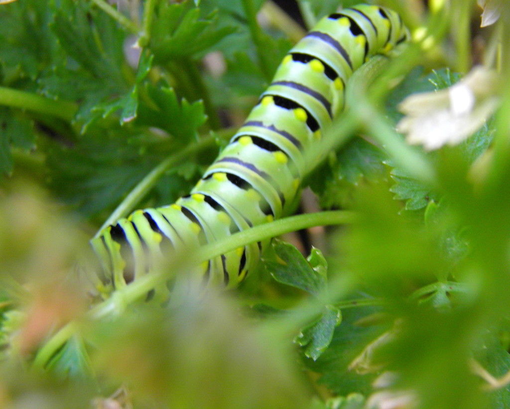 Swallowtail Caterpillar 2 by daisymiller