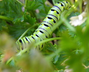 18th Aug 2015 - Swallowtail Caterpillar 2
