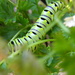 Swallowtail Caterpillar 2 by daisymiller