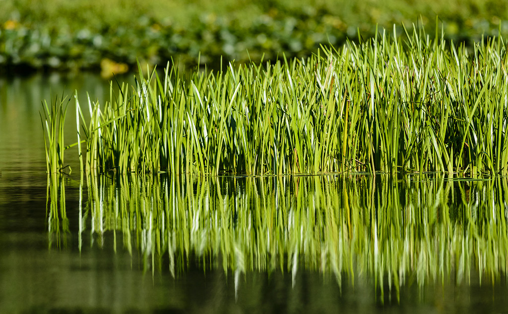 Grass by jgpittenger