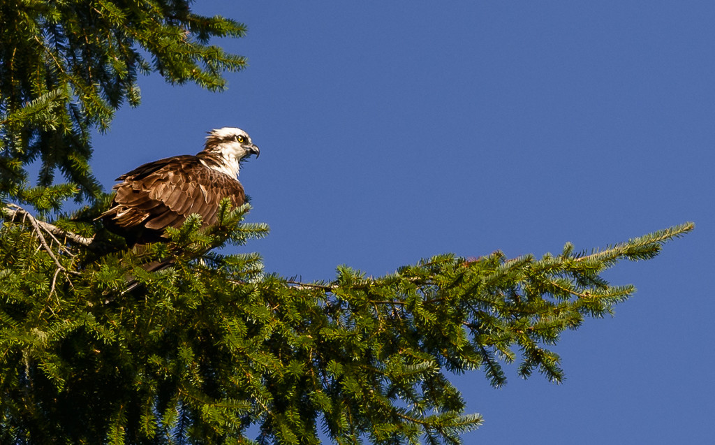 Osprey Over Mercer Lake  by jgpittenger