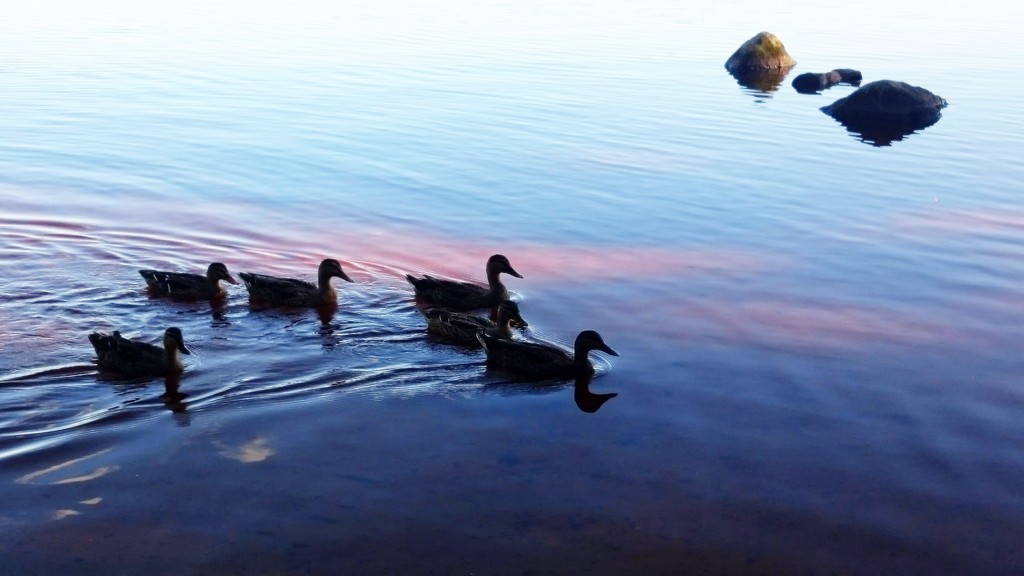 Ducks on the lake by boxplayer