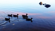 14th Aug 2015 - Ducks on the lake