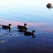 Ducks on the lake by boxplayer