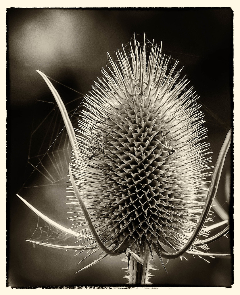 18th August 2015     - Teasel by pamknowler