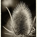 18th August 2015     - Teasel by pamknowler