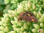 18th Aug 2015 - Mint moth (Pyrausta aurata)