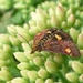 Mint moth (Pyrausta aurata) by julienne1