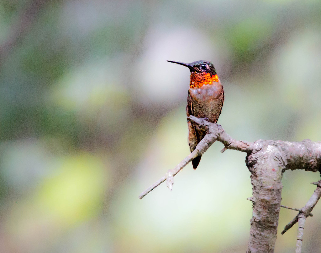 Male Ruby Throated Humming Bird by tosee