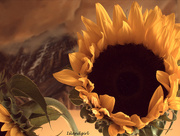 18th Aug 2015 - Sunflower  