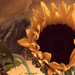 Sunflower   by radiogirl