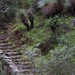 Stairway to nature  by sugarmuser