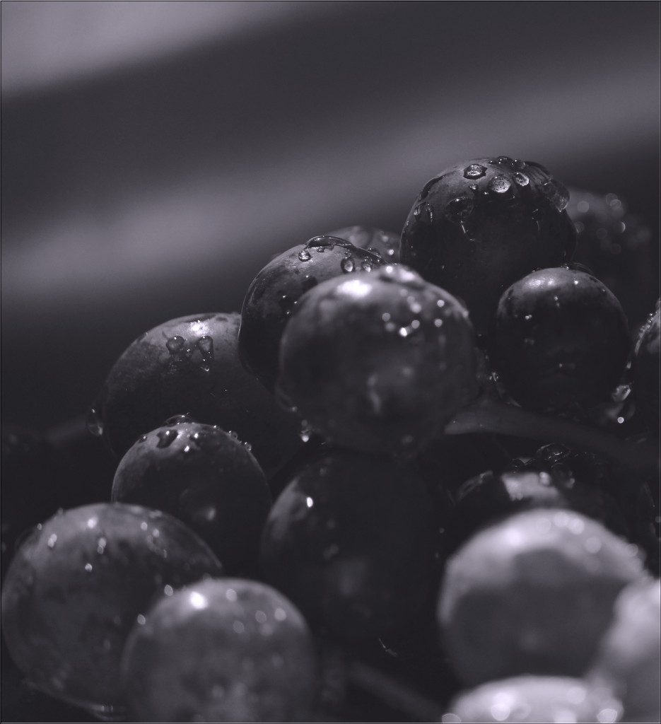 grapes by nanderson