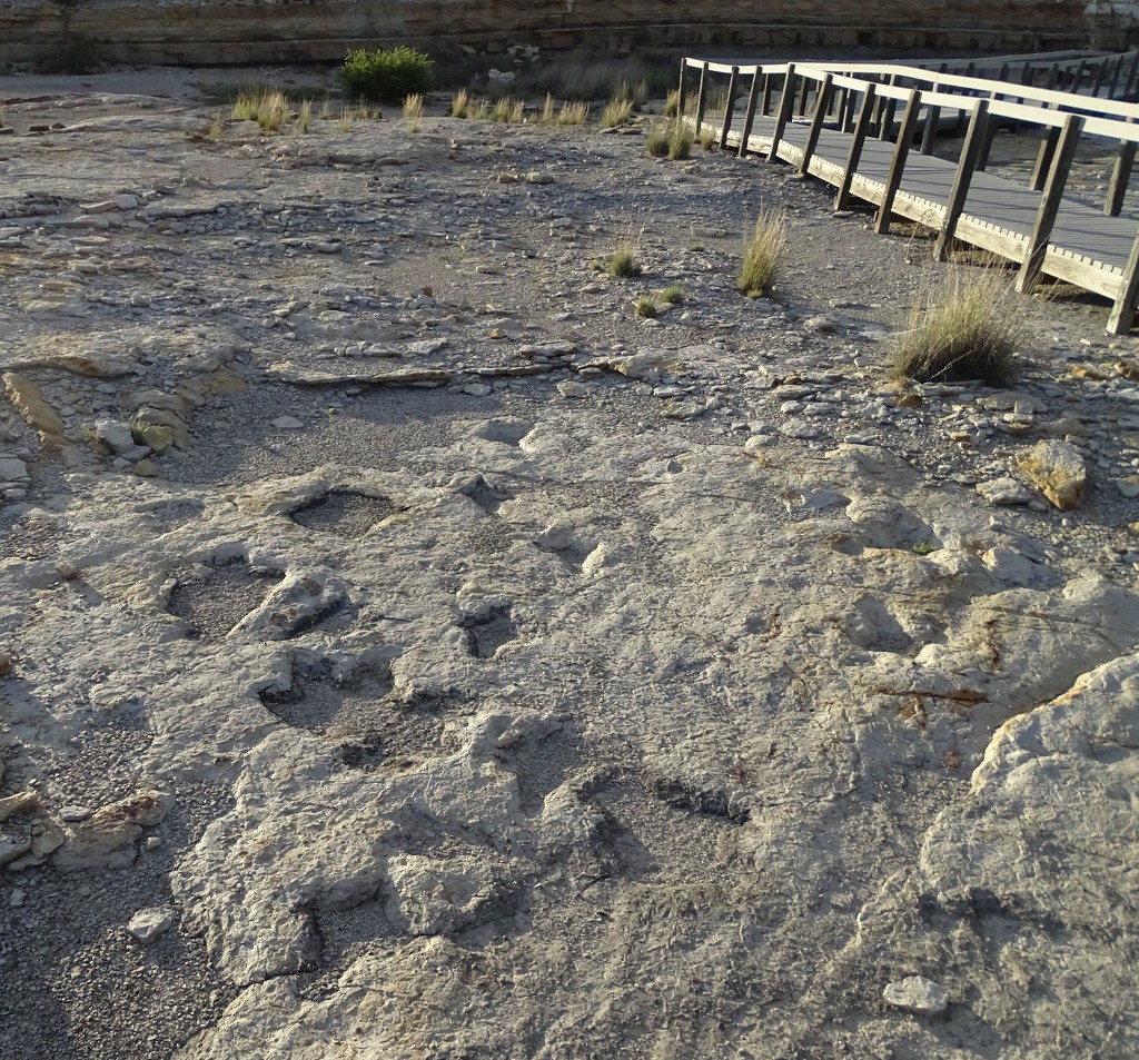 Dinosaur Tracks, Clayton, New Mexico by annepann