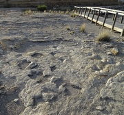 19th Aug 2015 - Dinosaur Tracks, Clayton, New Mexico