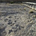 Dinosaur Tracks, Clayton, New Mexico by annepann