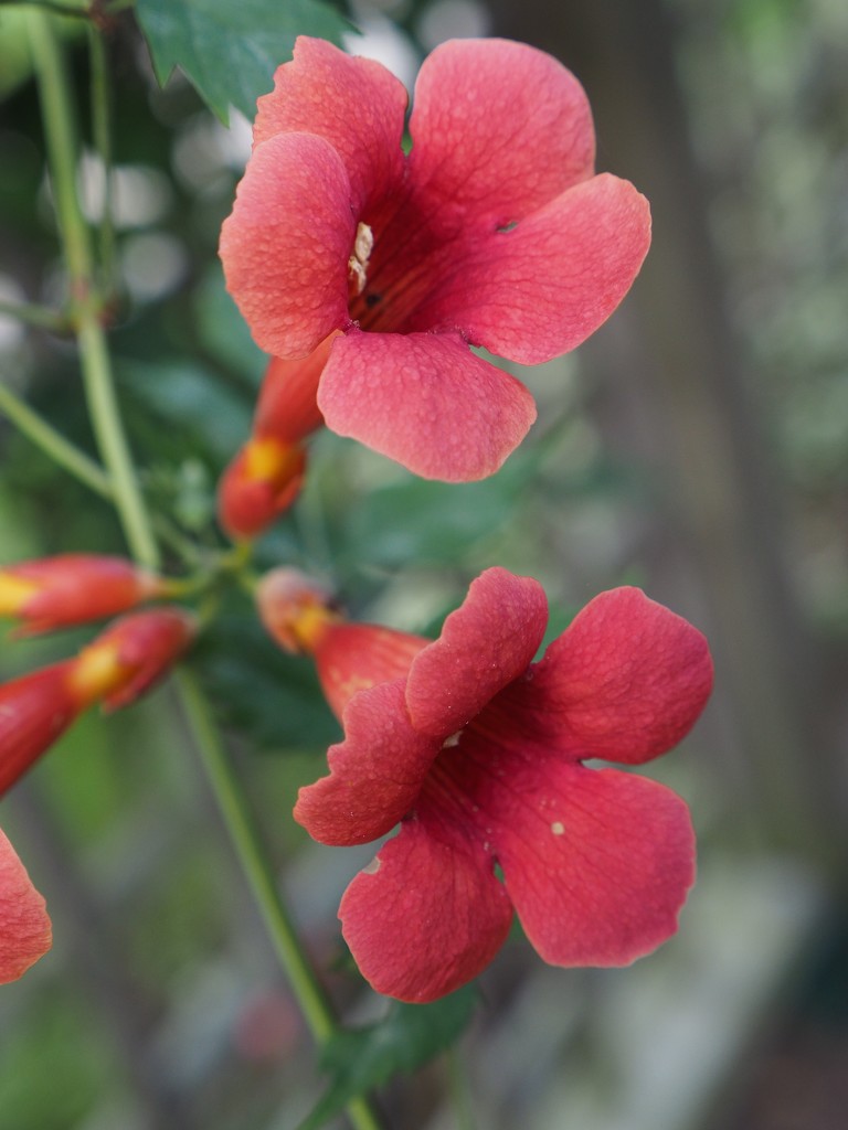 Trumpet Vine by selkie