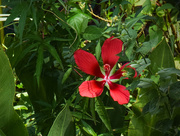 18th Aug 2015 - Red Sunlit Flower