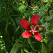 Red Sunlit Flower by rickster549