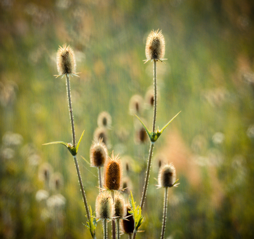 Prairie Grasses by rosiekerr