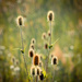 Prairie Grasses by rosiekerr