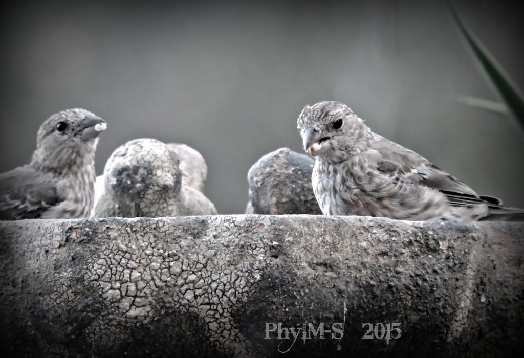 Hungry Little House Finches by elatedpixie