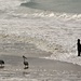 3 Pelicans & a Fisherman by leestevo