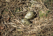 11th Aug 2015 - Plover eggs