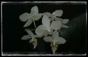 18th Aug 2015 - White Orchids