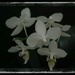 White Orchids by plainjaneandnononsense