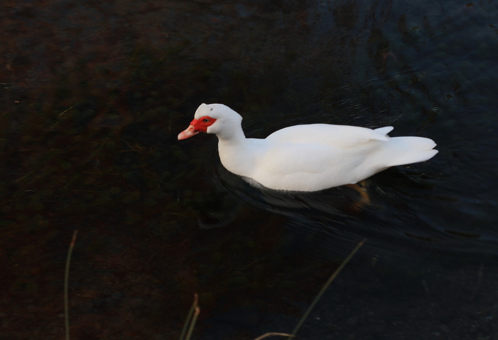 I think its a duck?  by kiwinanna
