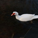 I think its a duck?  by kiwinanna