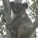 who me? by koalagardens