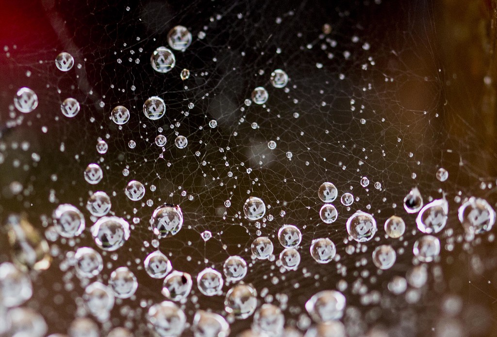macro droplets by shepherdmanswife