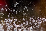 19th Aug 2015 - macro droplets