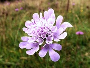 19th Aug 2015 - Field Scabious