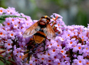19th Aug 2015 - Hoverfly