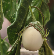 19th Aug 2015 - White eggplant