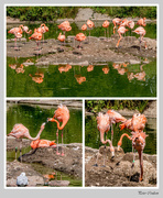 19th Aug 2015 - Flamingo Collage