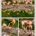 Flamingo Collage by pcoulson