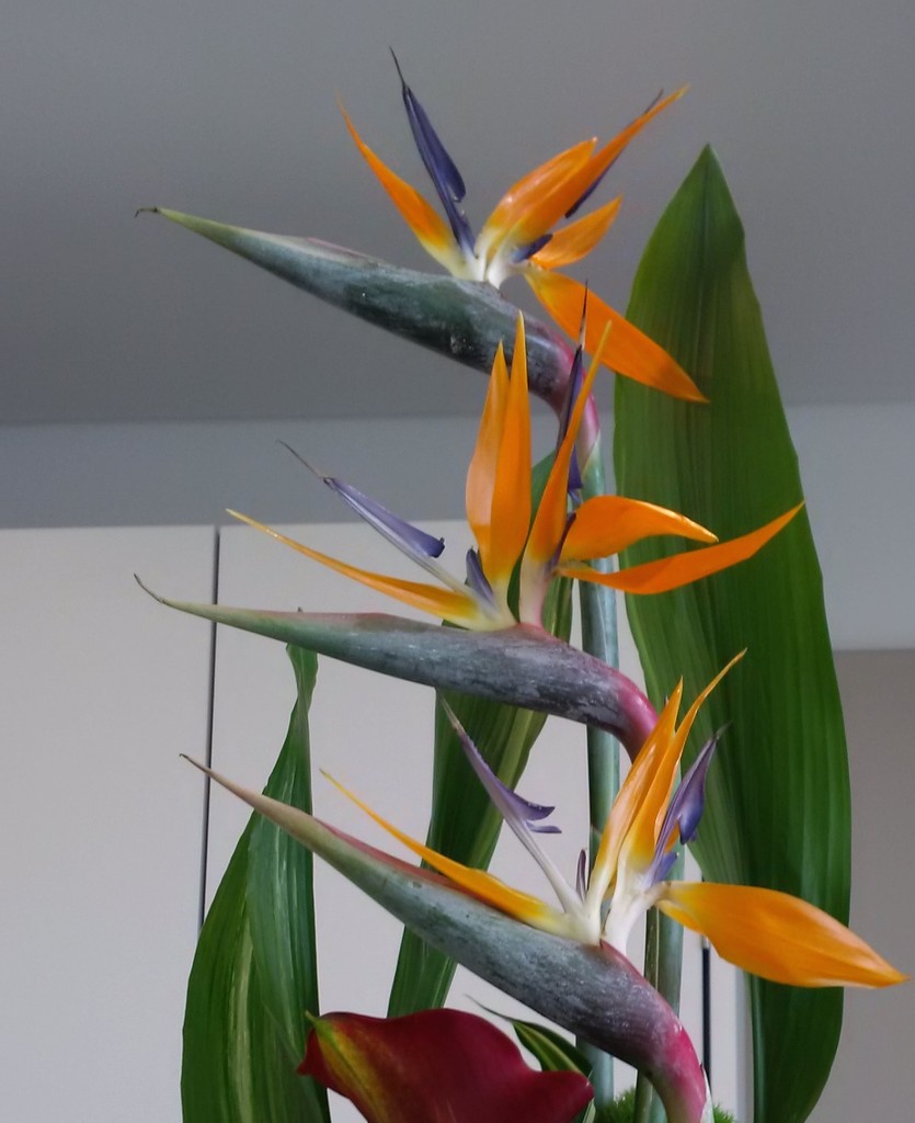 Birds of Paradise by elainepenney