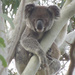 hang around by koalagardens